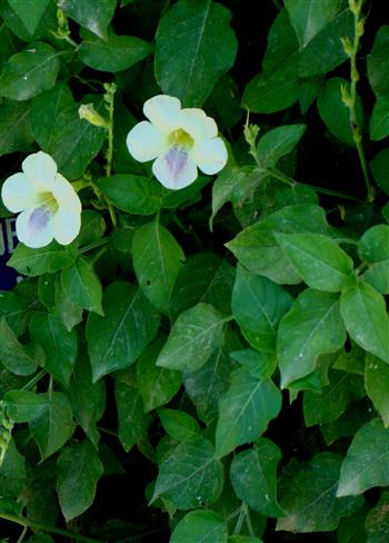 Asystasia gangetica